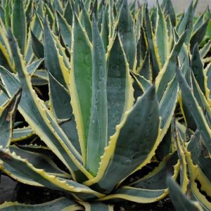 Agave Americana 125/150