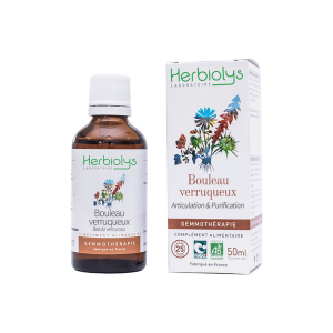 Bourgeons de Bouleau verruqueux