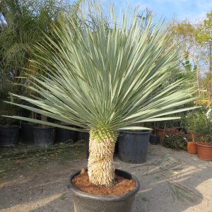 Yucca Rostrata 80/+